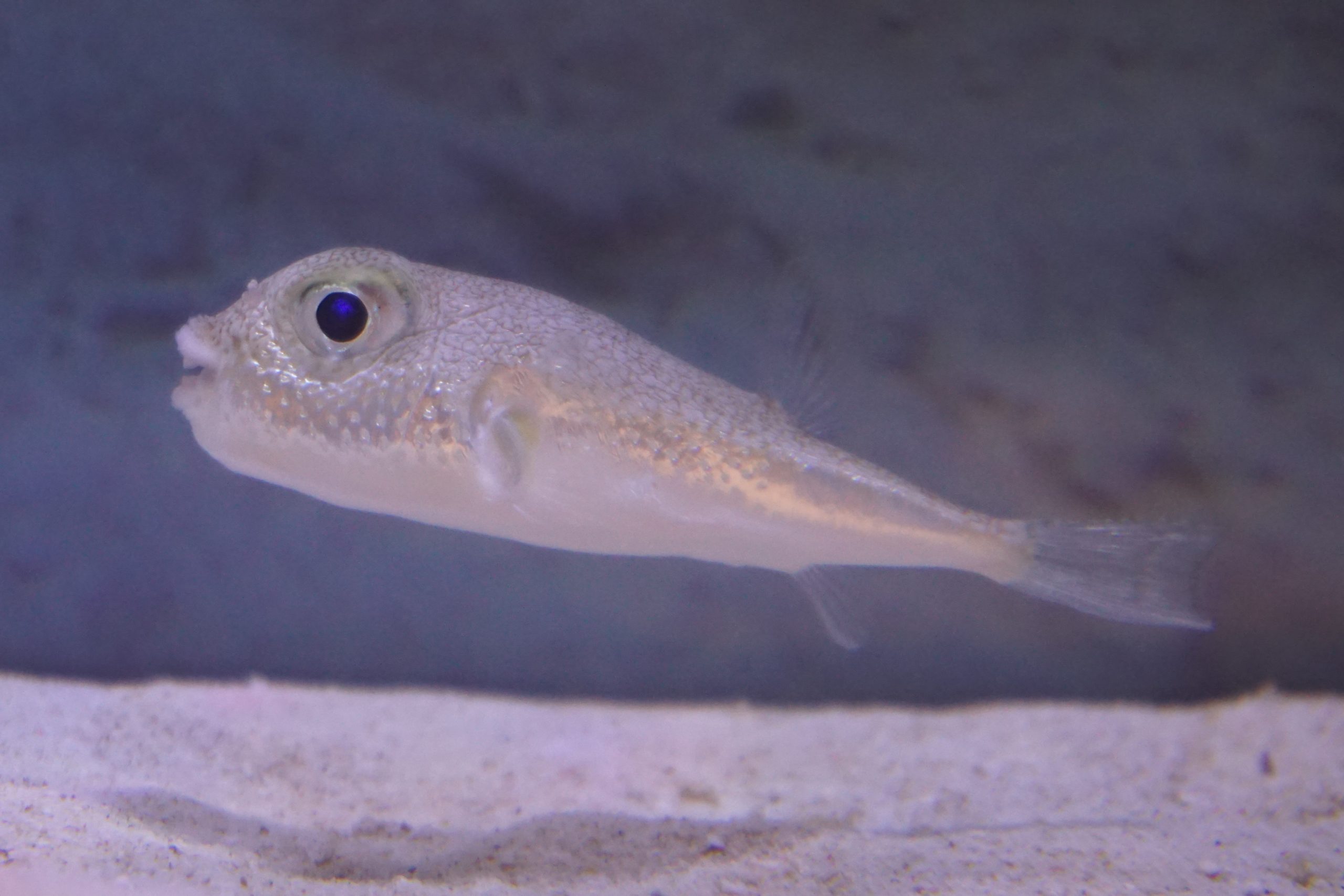 Білоплямиста фугу Torquigener albomaculosus над піщаним дном
