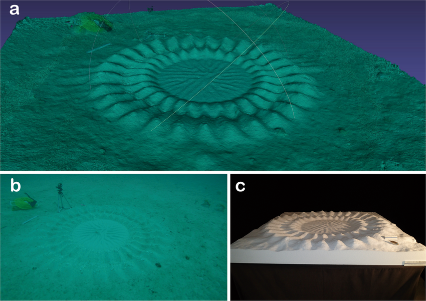 Геометричне кругле гніздо білоплямистої фугу Torquigener albomaculosus: 3D-модель, підводний вигляд і фізична модель