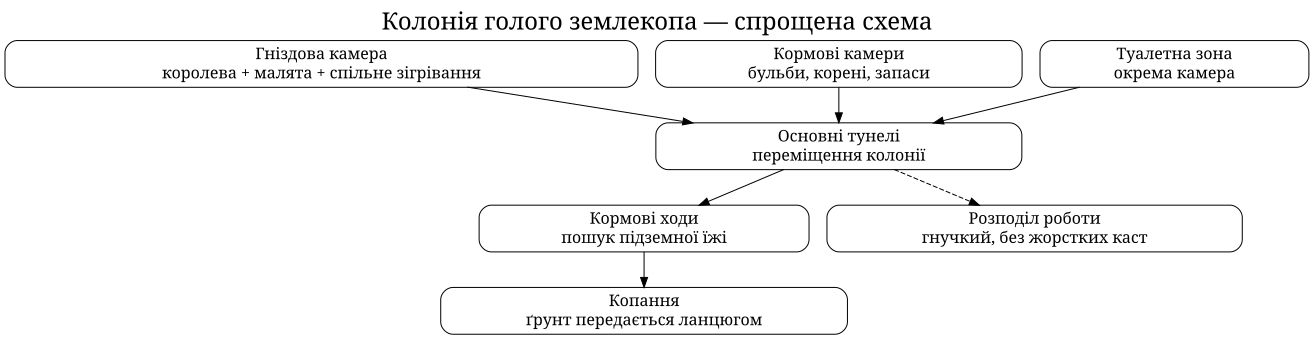 Спрощена схема колонії голого землекопа: гніздова камера, кормові камери, туалетна зона, основні тунелі, кормові ходи, копання та гнучкий розподіл роботи.