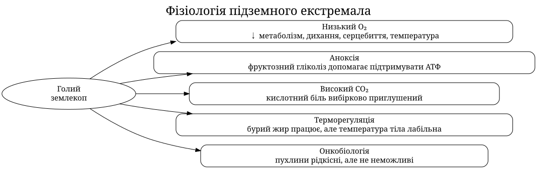 Схема фізіології голого землекопа: низький кисень, фруктозний гліколіз, високий CO₂, терморегуляція та незвичайна онкобіологія.