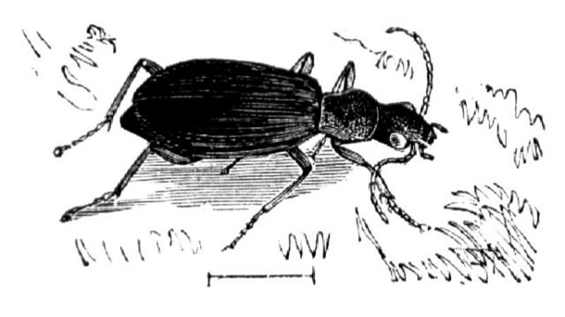 Історична зоологічна ілюстрація жука-бомбардира Brachinus crepitans