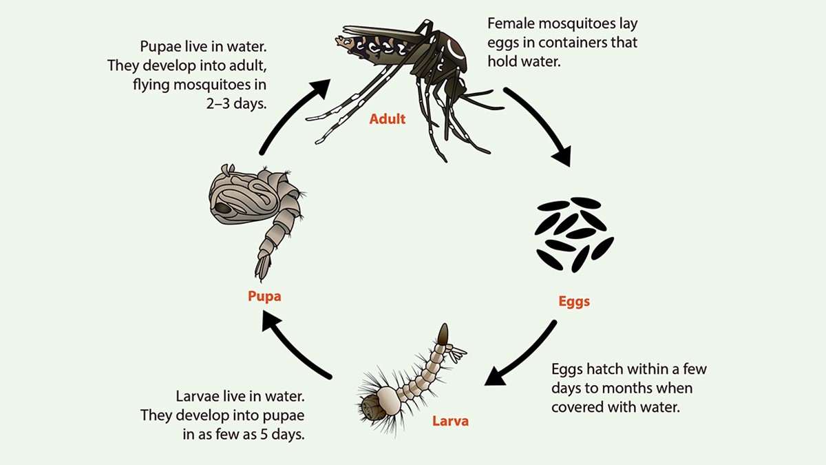 Схема життєвого циклу комара Aedes: яйце, личинка, лялечка, доросла особина