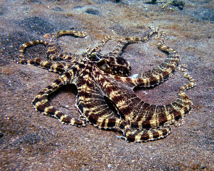 Thaumoctopus mimicus на піщаному дні, довгі руки розташовані навколо тіла