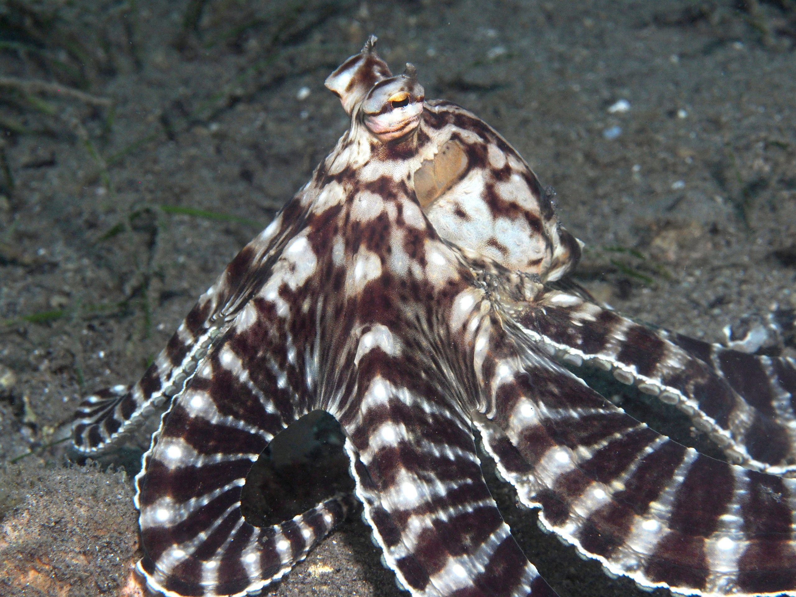 Thaumoctopus mimicus з характерним коричнево-білим контрастним малюнком тіла